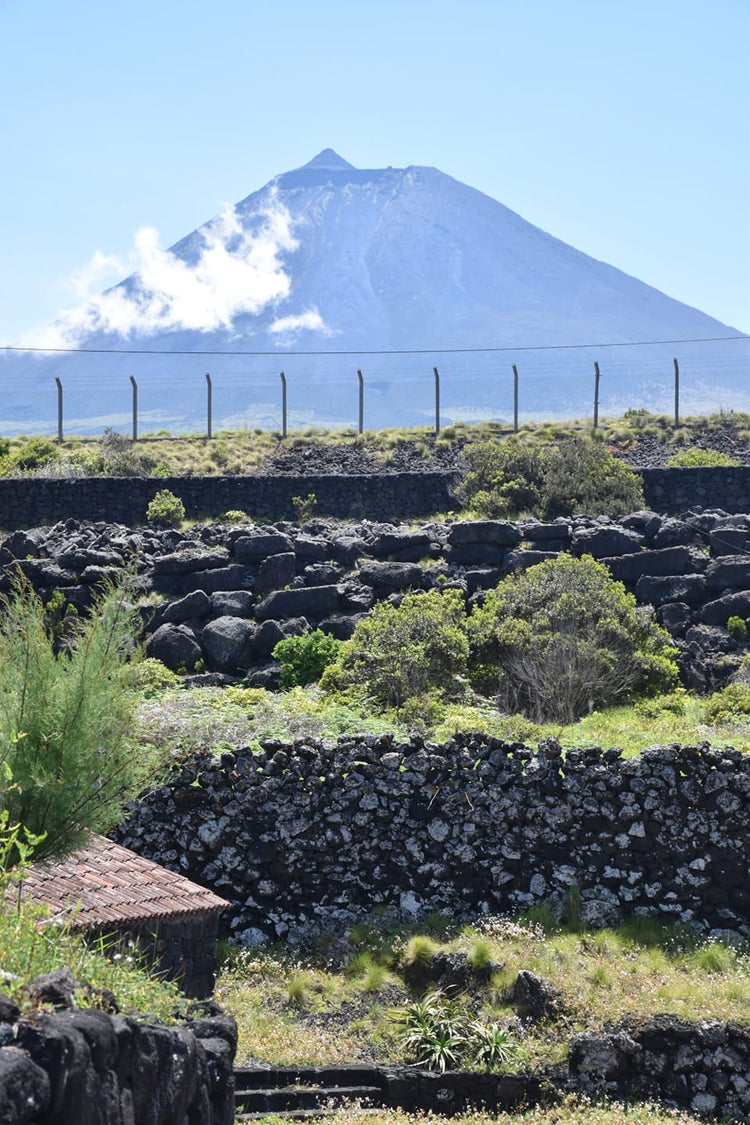 Portugiesischer Likörwein Ilha Do Pico Lajido Fine Old Reserve 2007