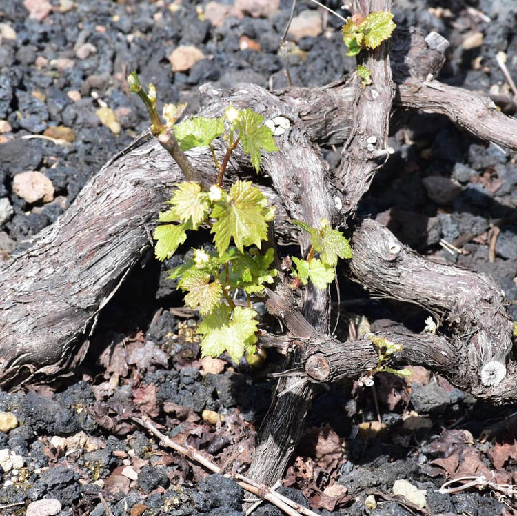 Portugiesischer Weißwein Ilha Do Pico Arinto Dos Açores