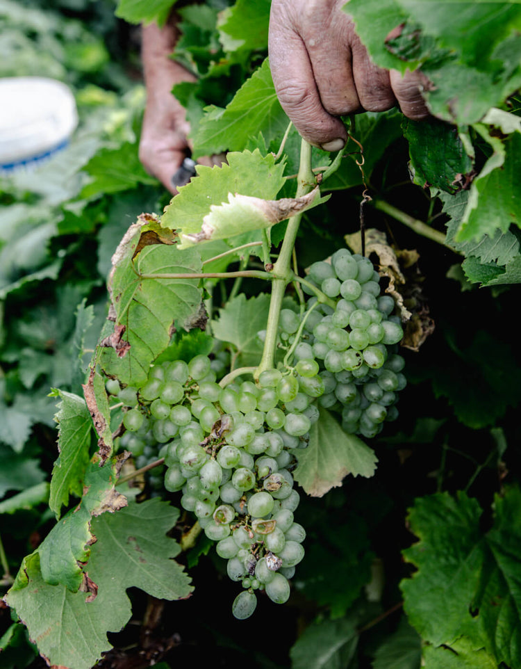 Portugiesischer Weißwein Pedras Brancas Colheita Selecionada