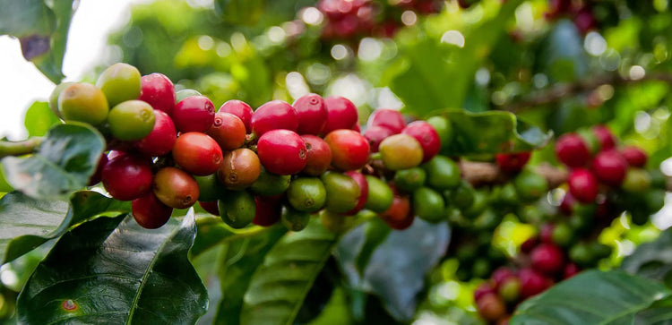 Dominikanischer Tres Hombres Kaffee