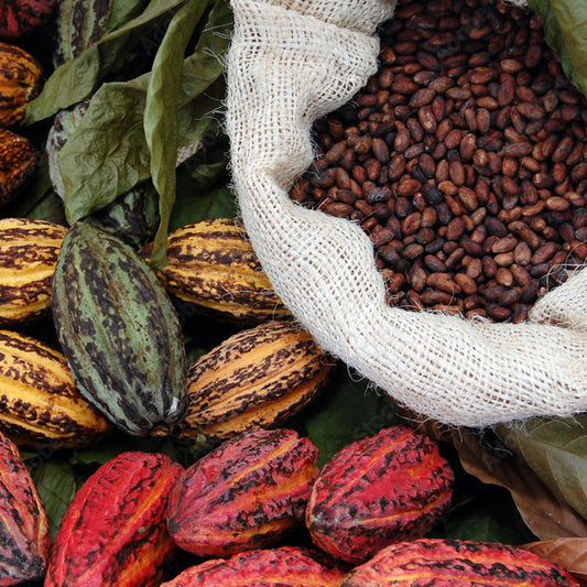 Cocoa beans 