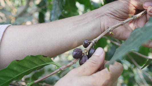 Tres Hombres Kaffee dunkel geröstet